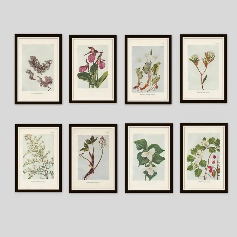 Botanical prints collection