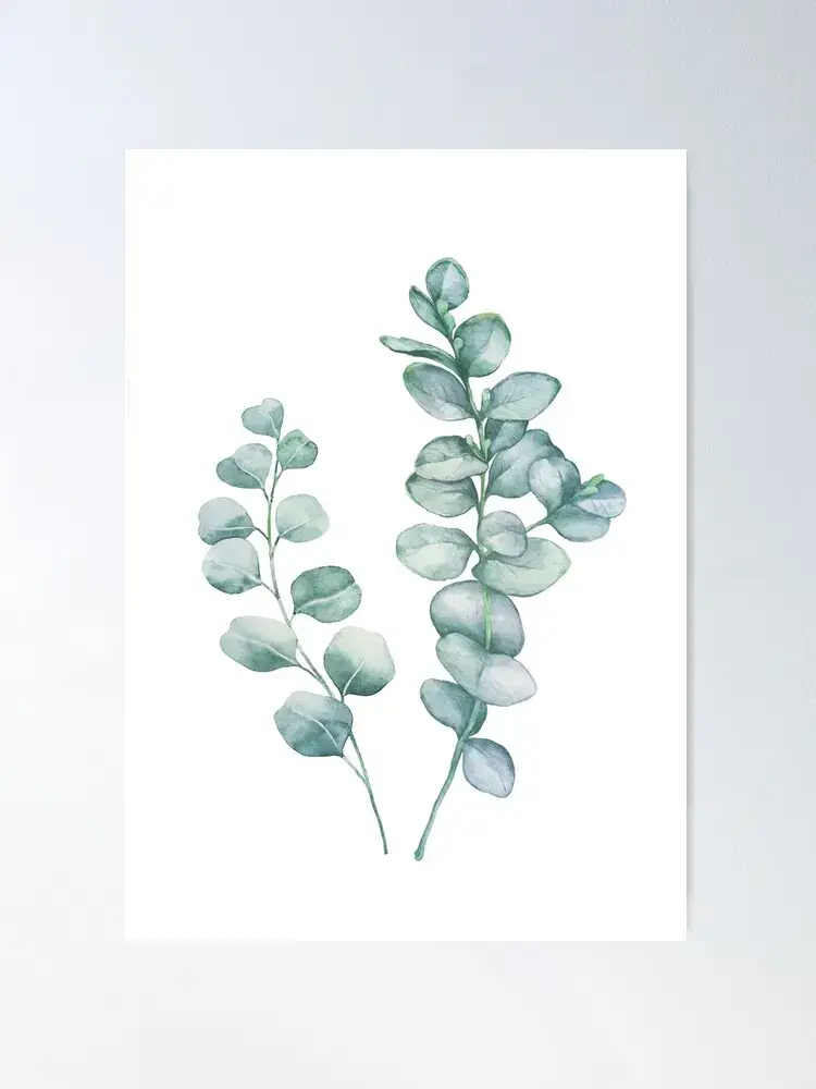 Eucalyptus Branch Poster