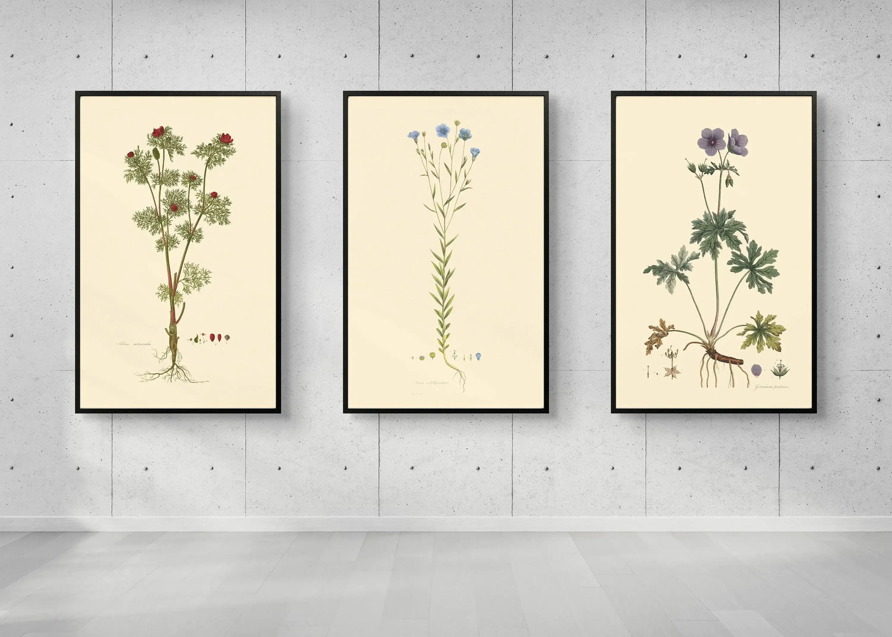 A botanical art collection